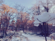 Load image into Gallery viewer, 'Cairn Wood, County Down' - Giclée Photography Print